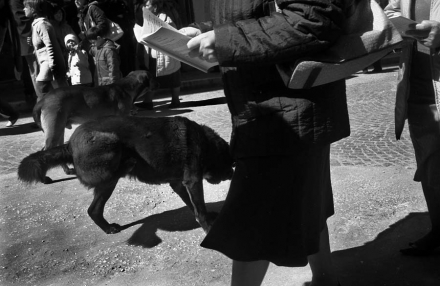 Il cane nero (Foto Tano Siracusa) <A HREF="http://www.suddovest.it/cms/?q=image/tid/89">VAI ALLA FOTOGALLERY</A>