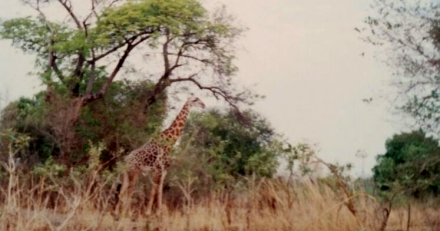 Giraffa safari Zambia, Luangwa Valley, 1995 